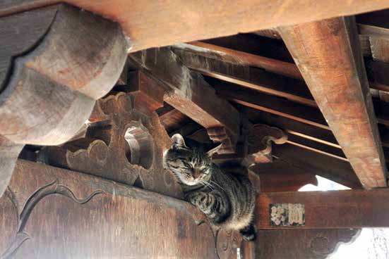 打越天神北野神社の猫