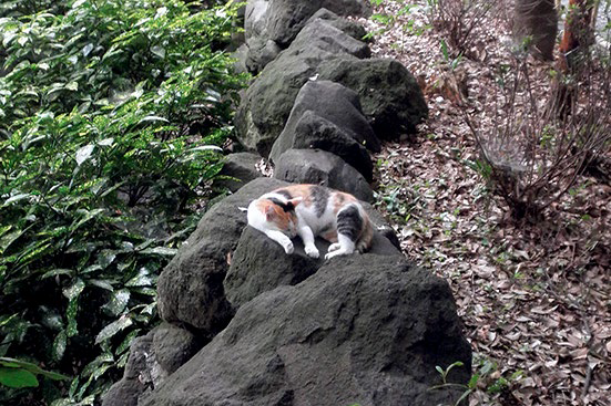 紅葉山公園の猫