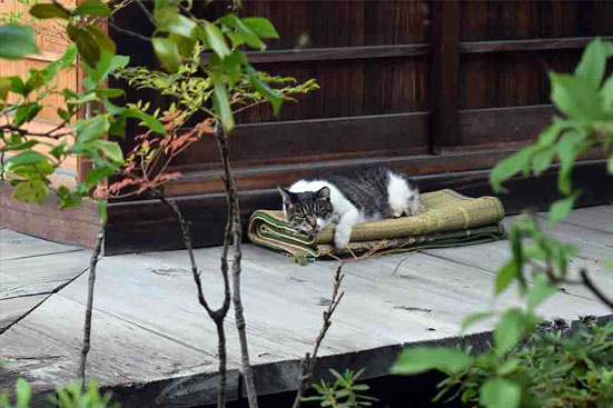 谷中　南泉寺の猫